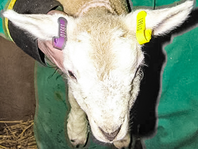 Lamb Tagged