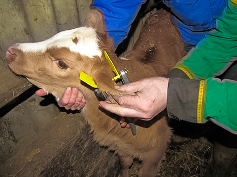 Tagging a Calf