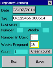 Pregancy Scanning screen