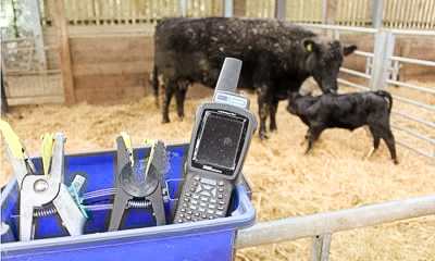 Cattle in Field