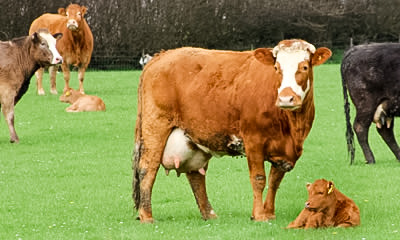 Cattle in Field