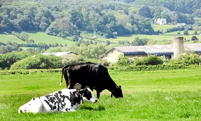 Cattle in Field