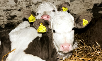 Calves in barn