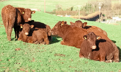 Cattle in Field