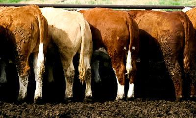 Cattle feeding