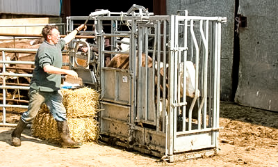 Cattle through Race