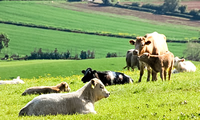 Cattle in Field