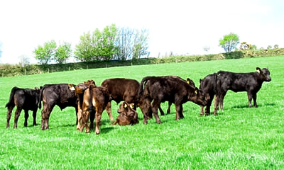 Cattle in Field