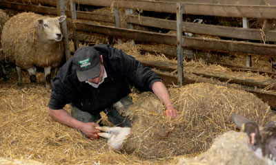 Lambing Scores