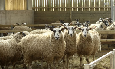 Sheep at Market