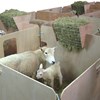 Picture of Lambing Pen Hay Rack (Pack of 10)