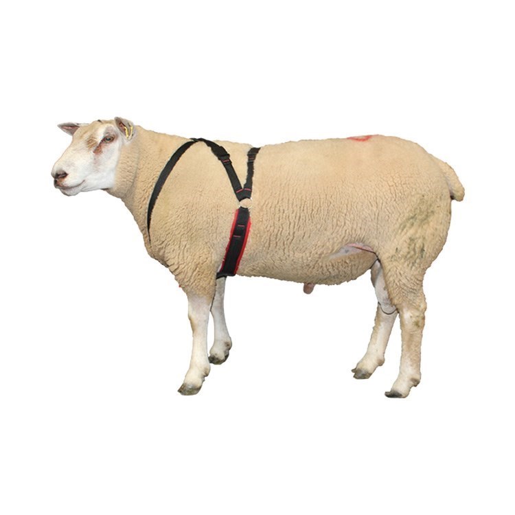 Diagram Pedigree Breeder Quality Cotton Ram Harness Shearwell Co Uk