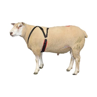 NYLON /& COTTON RAM HARNESSES MARKER CRAYONS