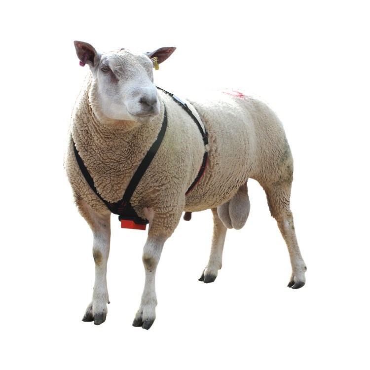 Pedigree Breeder Quality Cotton Ram Harness Shearwell Co Uk