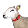 Picture of Collars for Sheep