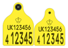 England and Wales Cattle Replacement Primary Combi 3000® Large