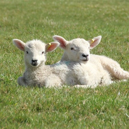 Picture for category Castration