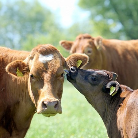 Picture for category Debudding and Dehorning