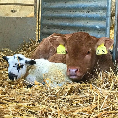 Picture for category Lambing and Calving