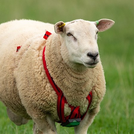 Picture for category Tupping