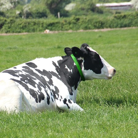 Picture for category Collars