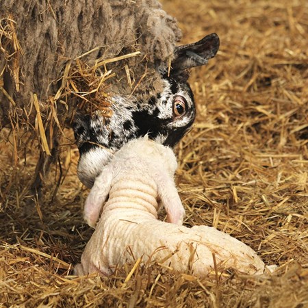 Picture for category Lambing