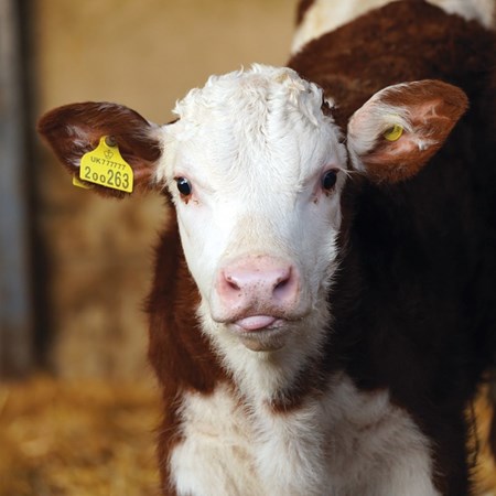 Picture for category Calving